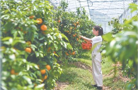 　　5月19日，游客在建德柑橘科技小院基地大棚内采摘柑橘。
　　初夏时节，浙江省建德市三都镇三江口村的建德柑橘科技小院基地里20多亩近10万斤沃柑迎来了采摘季，采摘期从5月上中旬开始，可以采摘到6月底。
　　原本2、3月份上市的沃柑能错峰到夏季采摘，这要归功于建德市当地推行的现代农业新技术。近年来，三都镇按照互联网+智慧农业模式，建设作物和环境自动监测系统，建立智慧橘园数据中心，应用温湿度环境自动监测、水肥一体化灌溉，大棚设施栽培、树上晚熟栽培、数字温湿智控等农科新技术，延长沃柑的挂果时间。错峰上市的沃柑的身价上涨，实现了传统柑橘产业升级，助力百姓共富。               新华社记者 徐昱 摄
