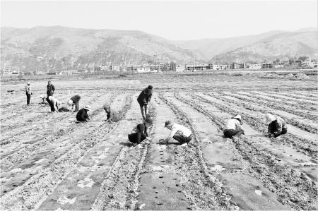 　　5月19日，岷县十里镇南小路村村民正在标准化种植示范基地点种高原夏菜。今年来，该镇示范种植甘蓝、莴笋、娃娃菜、芹菜等蔬菜200亩，带动农户务工增收，进一步巩固脱贫攻坚成果。新定西·定西日报通讯员 马万安 摄