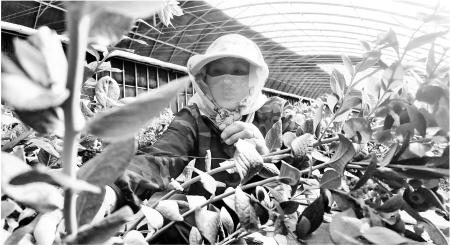 　　◥近日，在安定区鲁家沟镇高原蓝莓产业园，蓝莓进入盛果期，工人们忙着采摘。
　　新定西·定西日报记者 张越 摄