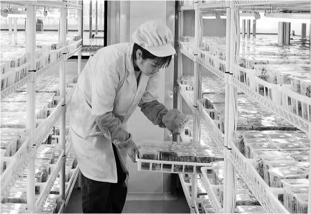 　　近日，在安定区鲁家沟镇现代丝路寒旱农业综合示范园苗房里，技术员正俯身仔细检查培养架上一排排瓶瓶罐罐中的马铃薯脱毒苗。
　　                新定西·定西日报记者 王璇 摄