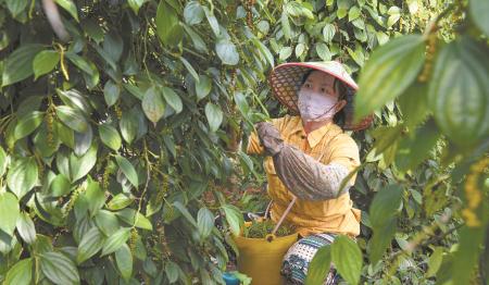 　　7月13日，村民在海口市琼山区大坡镇福佳村胡椒地采摘胡椒。
　　近期，海南胡椒迎来采摘收获季。据悉，胡椒是海南最具特色的热作产业之一，全省种植面积32万亩，产量约4万吨。              新华社记者 杨冠宇 摄