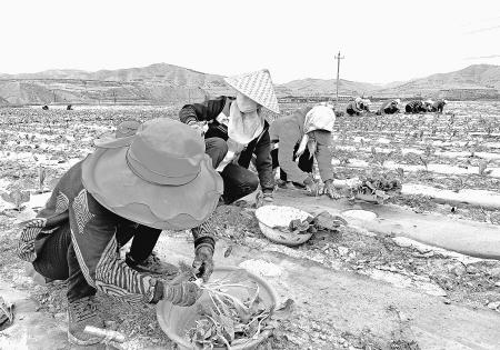 　　6月13日，安定区西巩驿镇罗川村第二茬一百多亩高原蔬菜正式进入移栽定植环节。
　　仲夏时节，在罗川村高原夏菜基地，蔬菜长势喜人、陆续上市。
　　新定西·定西日报记者郭强 摄