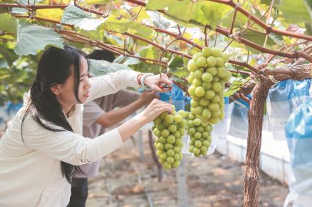 8月27日,游客在虹星桥镇长兴轩乐诗农业发展有限公司的葡萄大棚内采摘葡萄。该公司是一家集高科技农业种植、休闲观光、电商销售于一体的现代化农业企业,7-8月主要产出阳光玫瑰葡萄,占地120亩,亩产3000斤。
近年来,浙江省湖州市长兴县虹星桥镇通过全域土地综合整治,净新增耕地3789亩,优化良田1万余亩,形成大面积集中连片“千亩方”16个、“百亩方”3个,3个“百千万”永久基本农田整治项目获评浙江省第一等次,粮食产量得到了有效提升。
虹星桥镇以全域土地综合整治为关键抓手和破题路径,积极探索城乡融合、产业集聚、全民共富的高质量发展新格局,为现代农业规模经营和优质项目落地奠定了坚实基础,同时也提升了乡村环境和百姓居住条件,助力美丽乡村建设。 新华社记者 徐昱 摄